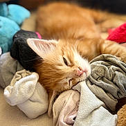 Yoda a rejoint le concours — aidez-le/la à gagner de superbes lots ! animal, cat, closeup, comfort, cozy, cute, fabric, fur, ginger_cat, indoors, kitten, nap, pet, pile, relaxed, resting, sleeping, sock, soft, whiskers