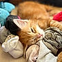 animal, cat, closeup, comfort, cozy, cute, fabric, fur, ginger_cat, indoors, kitten, nap, pet, pile, relaxed, resting, sleeping, sock, soft, whiskers