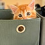 Yoda a rejoint le concours — aidez-le/la à gagner de superbes lots ! animal, background_blur, cat, close_up, curious, cute, drawer, ears, eyes, feline, green_fabric, indoor, kitten, nose, orange_cat, peeking, pet, soft_light, whiskers, young_cat