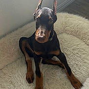 Mayhem is registered to the contest to win money with this photo: doberman, puppy, dog, pet, animal, indoor, bed, fluffy, fur, ears, brown, black, floor, window, collar, cute, young, sitting, curious, portrait