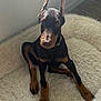 doberman, puppy, dog, pet, animal, indoor, bed, fluffy, fur, ears, brown, black, floor, window, collar, cute, young, sitting, curious, portrait
