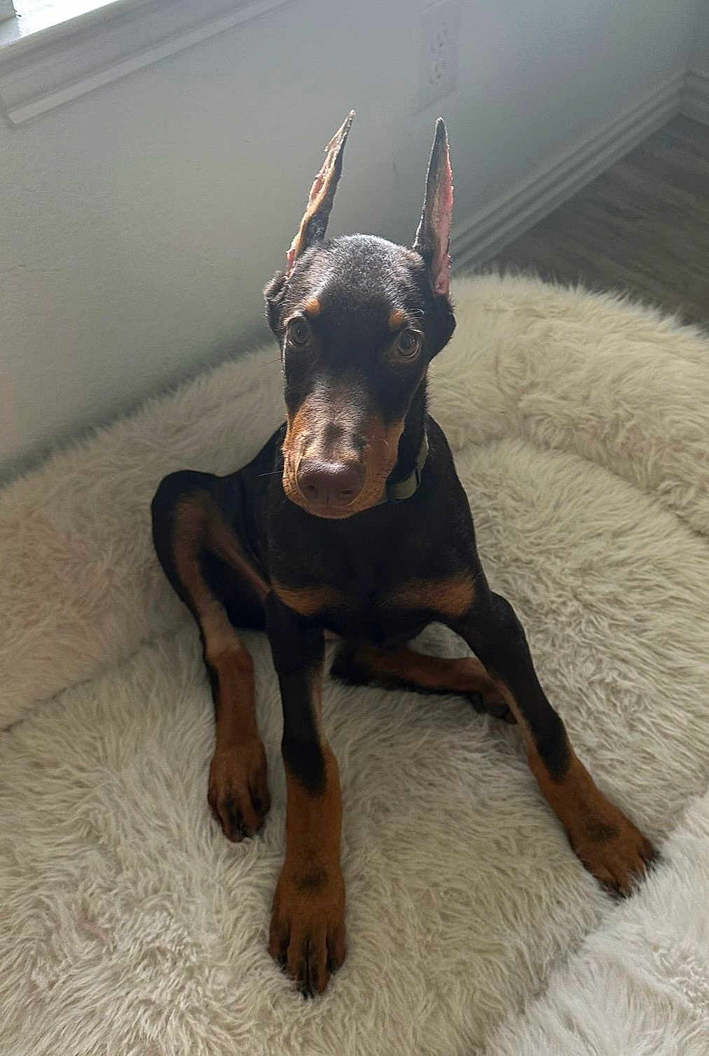 Mayhem is registered to the contest to win money with this photo: doberman, puppy, dog, pet, animal, indoor, bed, fluffy, fur, ears, brown, black, floor, window, collar, cute, young, sitting, curious, portrait