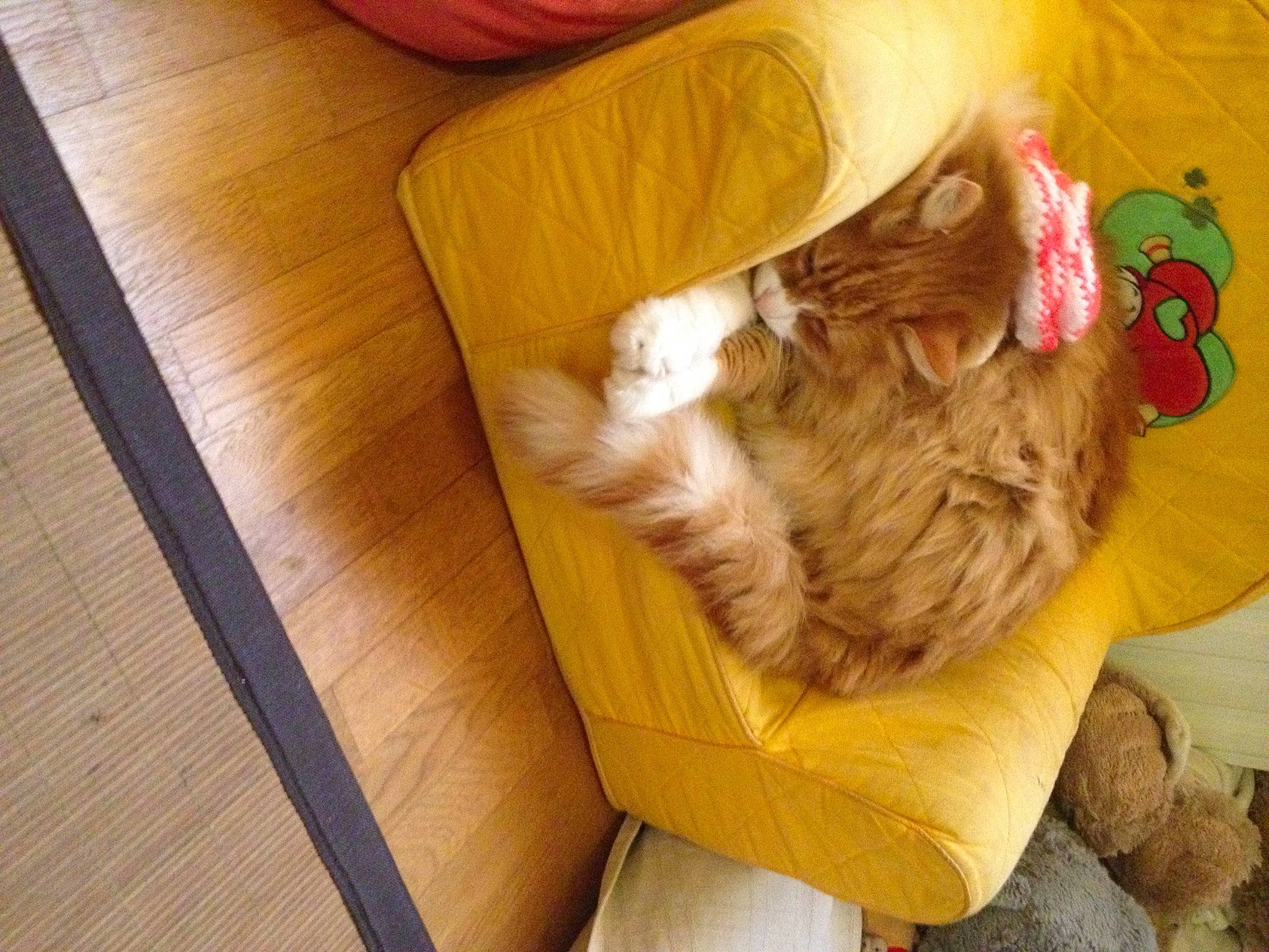 Nani participe au concours pour gagner de l'argent avec cette photo : canidae, carnivore, cat, comfort, companion_dog, dog_breed, fawn, felidae, flooring, fur, hardwood, liver, small_to_medium_sized_cats, sporting_group, stuffed_toy, tail, toy, whiskers, wood, wood_stain