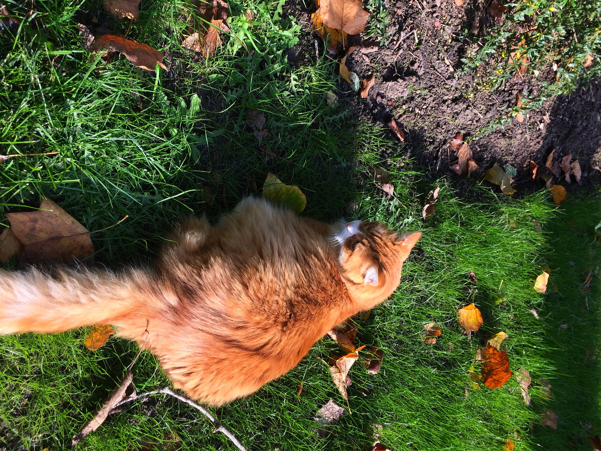 Nani a rejoint le concours — aidez-le/la à gagner de superbes lots ! canidae, carnivore, companion_dog, dog, dog_breed, fawn, felidae, fur, grass, groundcover, people_in_nature, plant, shrub, soil, sporting_group, tail, terrestrial_animal, tree, trunk, wildlife