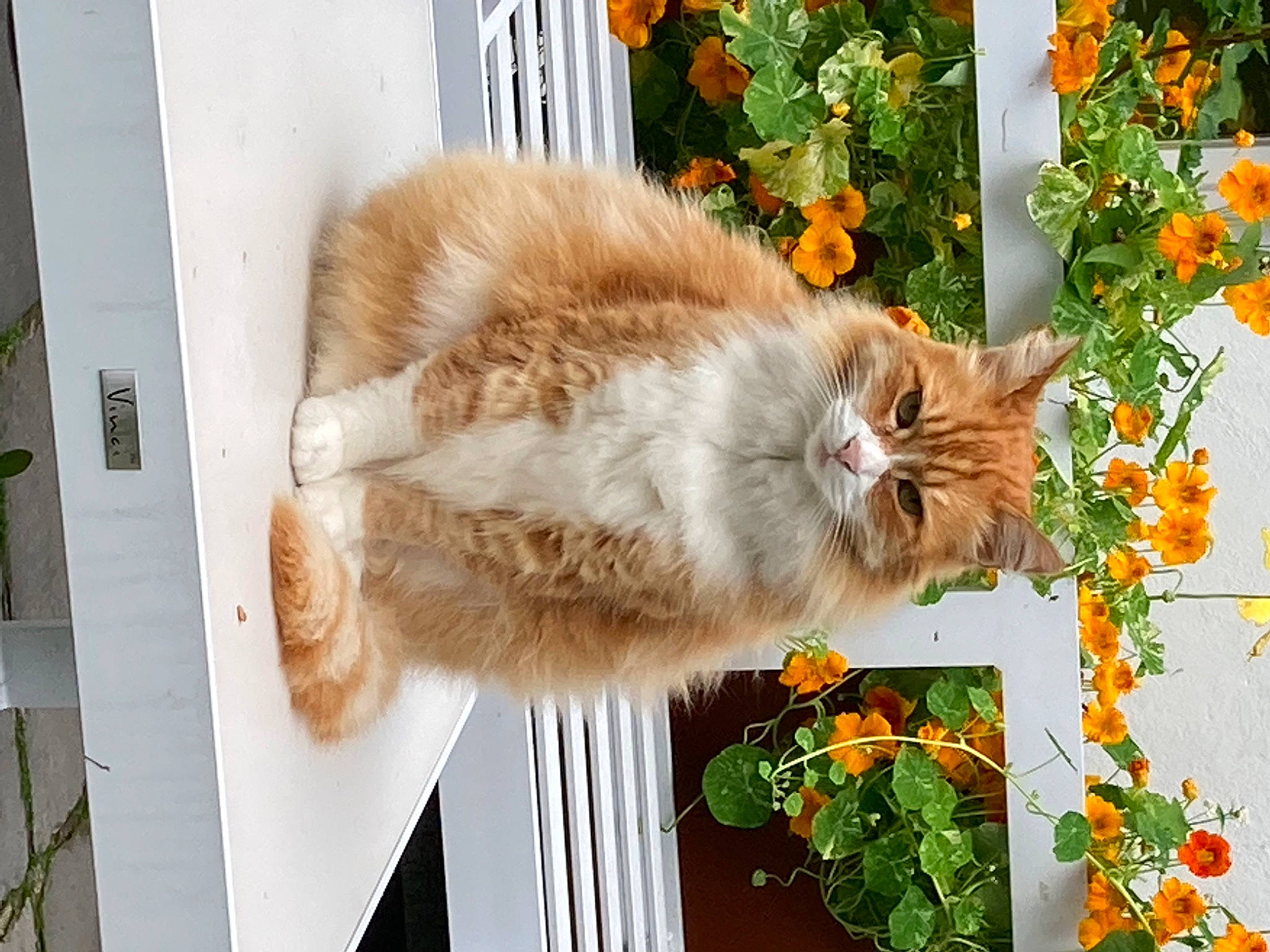 Nani participe au concours pour gagner de l'argent avec cette photo : annual_plant, carnivore, cat, claw, domestic_short_haired_cat, fawn, felidae, flower, fur, grass, mammal, orange, plant, small_to_medium_sized_cats, snout, tail, vertebrate, whiskers, window, wood