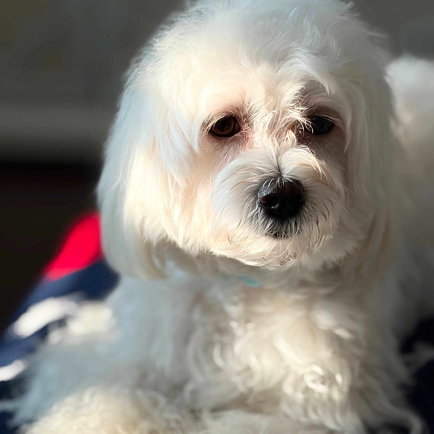 Luca
