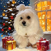 Lily Mauro is registered to the contest to win money with this photo: celebration, christmas_lights, christmas_tree, cute, decorations, dog, festive, fluffy, gift_boxes, glowing_light, holiday, night, ornaments, pet, ribbons, snow, snowfall, white_dog, window, winter
