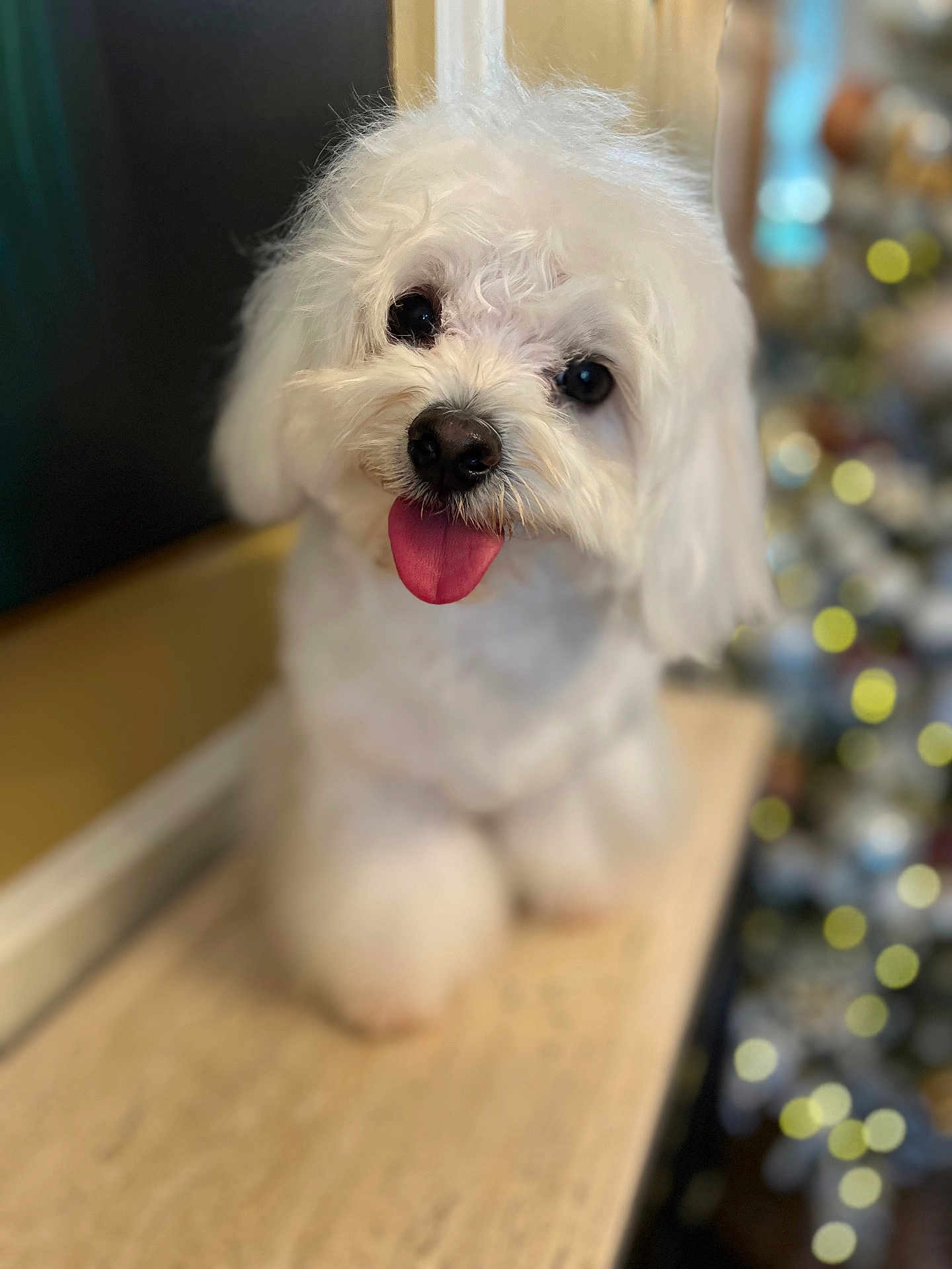 Frankie Mauro is registered to the contest to win money with this photo: dog, white_fur, fluffy, pet, tongue_out, cute, wooden_surface, indoors, bokeh, blurred_background, small_dog, companion, animal, friendly, playful, fur, face, ears, sitting, adorable