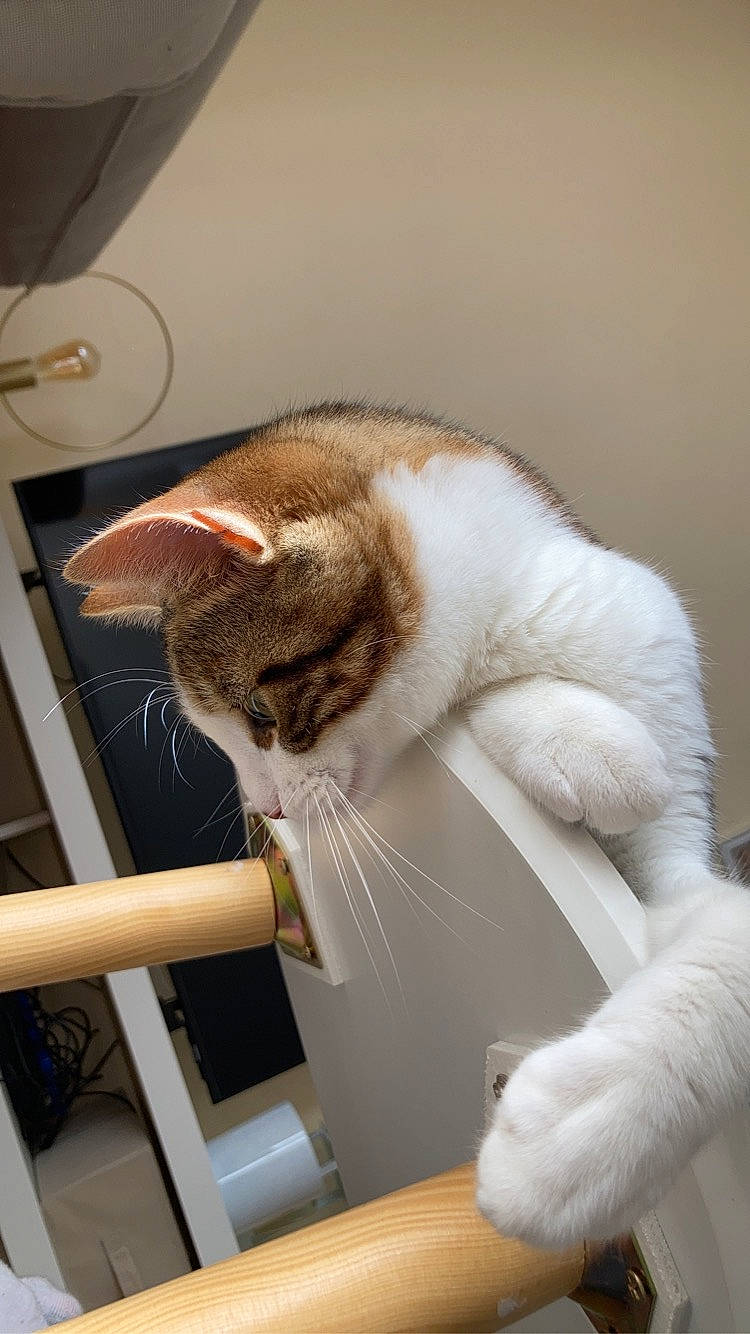 Scott participe au concours pour gagner de l'argent avec cette photo : carnivore, cat, chair, comfort, domestic_short_haired_cat, ear, felidae, fur, paw, sitting, small_to_medium_sized_cats, snout, tail, whiskers, window, wood