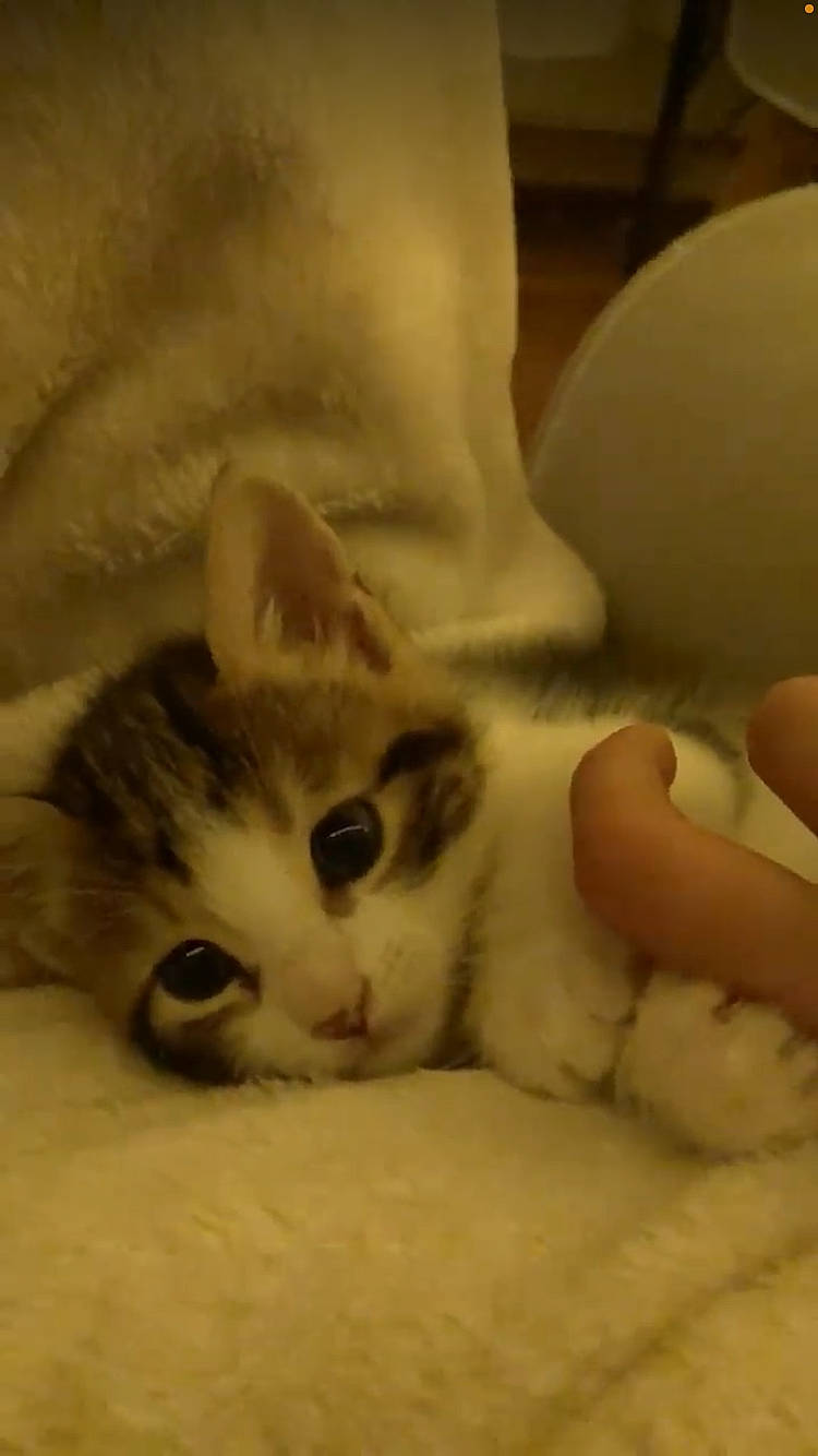 Scott a rejoint le concours — aidez-le/la à gagner de superbes lots ! carnivore, cat, cat_bed, claw, comfort, domestic_short_haired_cat, fawn, felidae, fur, nap, paw, small_to_medium_sized_cats, snout, tail, terrestrial_animal, whiskers