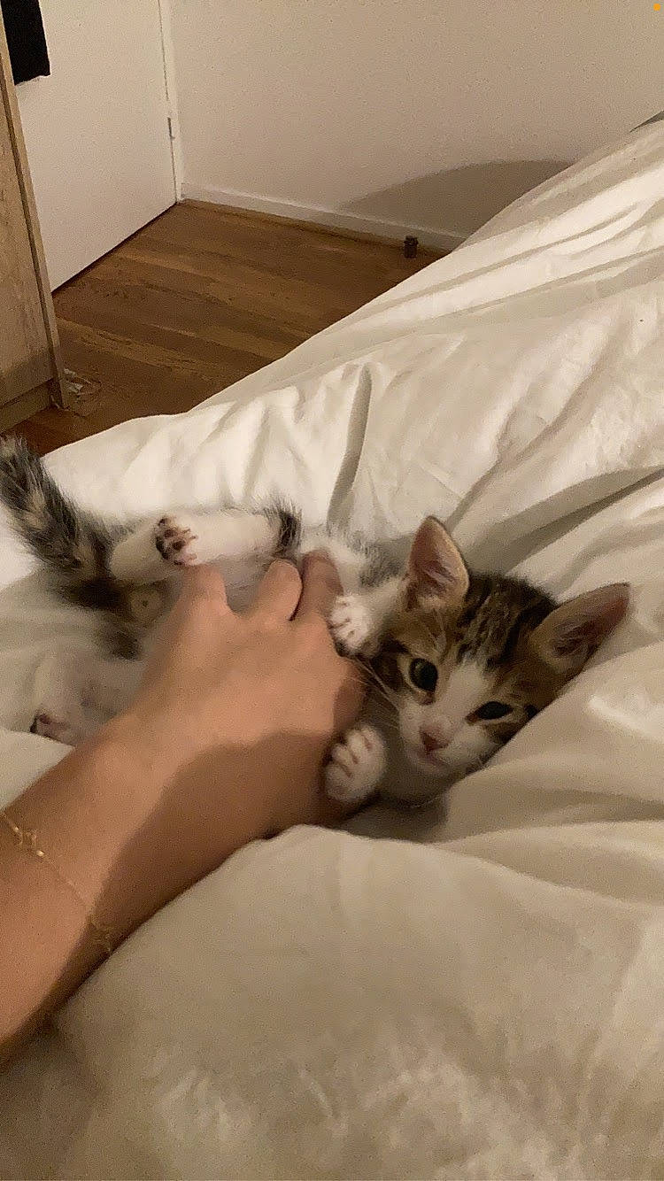 Scott participe au concours pour gagner de l'argent avec cette photo : bed, bed_sheet, bedding, carnivore, cat, claw, comfort, domestic_short_haired_cat, fawn, felidae, fur, gesture, hardwood, linens, paw, room, small_to_medium_sized_cats, tail, whiskers, wood