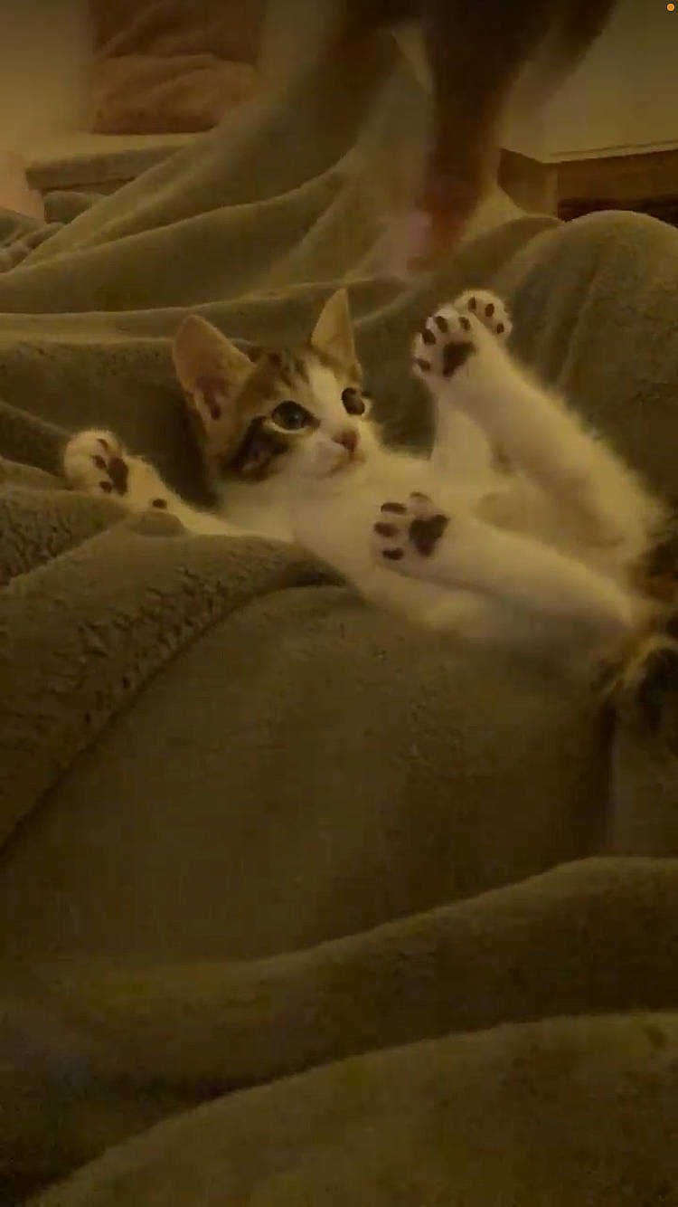 Scott participe au concours pour gagner de l'argent avec cette photo : bedding, carnivore, cat, comfort, domestic_short_haired_cat, fawn, felidae, fur, linens, nap, paw, room, sand, sleep, small_to_medium_sized_cats, snout, tail, terrestrial_animal, whiskers, wood