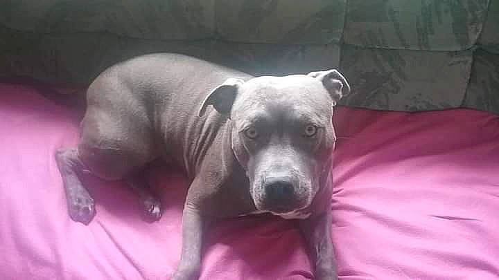 Jewels is registered to the contest to win money with this photo: canidae, carnivore, comfort, companion_dog, dog, dog_breed, fawn, grey, magenta, non_sporting_group, snout, sporting_group, terrestrial_animal, whiskers, wildlife, working_animal