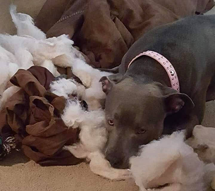 Jewels joined the competition — help win amazing prizes! canidae, carnivore, comfort, companion_dog, dog, dog_breed, dog_supply, fawn, fur, linens, liver, nap, paw, snout, sporting_group, tail, toy, toy_dog, whiskers, working_animal