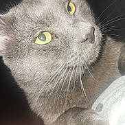 Princeso is registered to the contest to win money with this photo: animal, cat, close_up, cute, domestic_cat, ear, face, feline, fur, grey_cat, indoor, looking_away, muzzle, nose, paw, pet, portrait, soft_light, whiskers, yellow_eyes