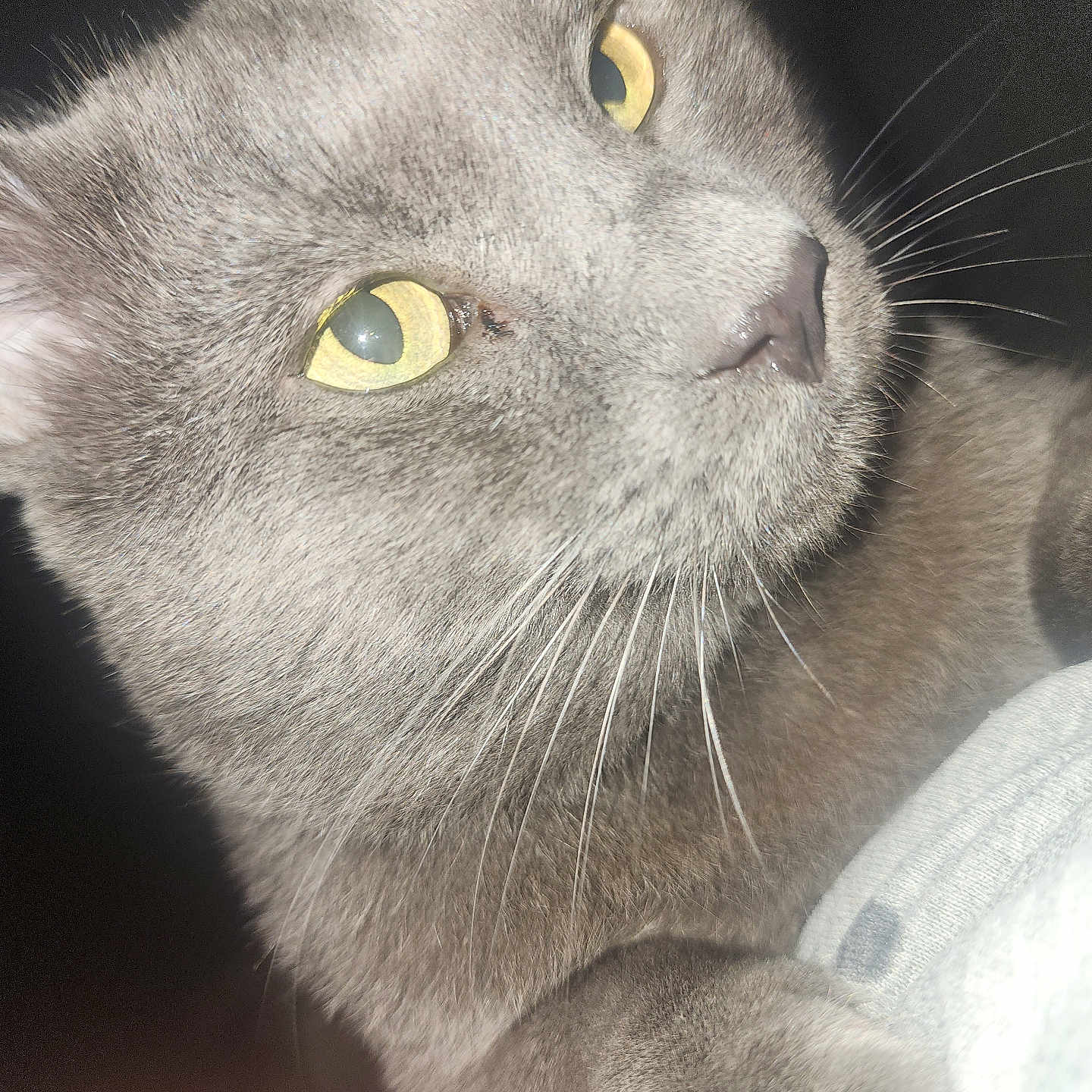 Princeso