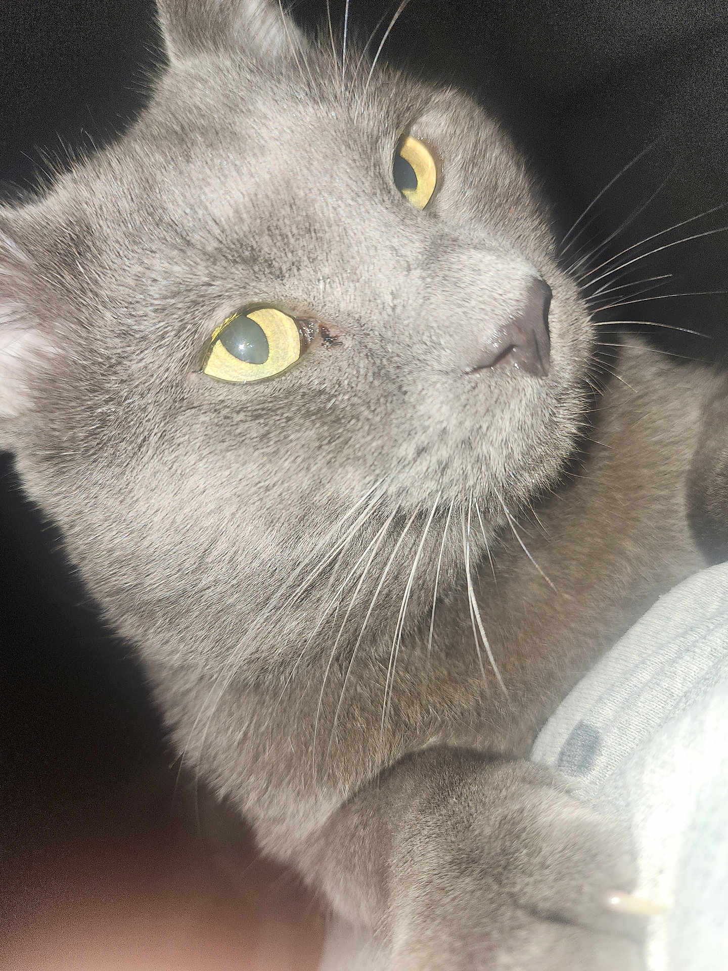 Princeso is registered to the contest to win money with this photo: animal, cat, close_up, cute, domestic_cat, ear, face, feline, fur, grey_cat, indoor, looking_away, muzzle, nose, paw, pet, portrait, soft_light, whiskers, yellow_eyes