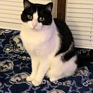 Bogey is registered to the contest to win money with this photo: cat, black_and_white, sitting, indoor, blanket, pattern, cowboys, logo, window, blinds, pet, animal, fur, whiskers, ears, yellow_eyes, domestic_cat, cozy, furniture, resting