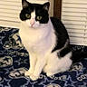 cat, black_and_white, sitting, indoor, blanket, pattern, cowboys, logo, window, blinds, pet, animal, fur, whiskers, ears, yellow_eyes, domestic_cat, cozy, furniture, resting