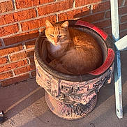 Alex is registered to the contest to win money with this photo: brick_wall, cat, concrete_floor, curled_up, ears, eye_contact, flower_pot, fur, ginger_cat, golden_hour, orange_cat, outdoor, pet, planter, porch, relaxed, seat, shadow, sunlit, whiskers