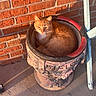 brick_wall, cat, concrete_floor, curled_up, ears, eye_contact, flower_pot, fur, ginger_cat, golden_hour, orange_cat, outdoor, pet, planter, porch, relaxed, seat, shadow, sunlit, whiskers