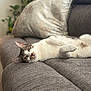 Mikey is registered to the contest to win money with this photo: cat, closeup, comfortable, couch, cozy, cushion, ears, feline, fur, gray, home, indoor, lying_down, pet, relaxed, resting, soft, tabby, whiskers, white