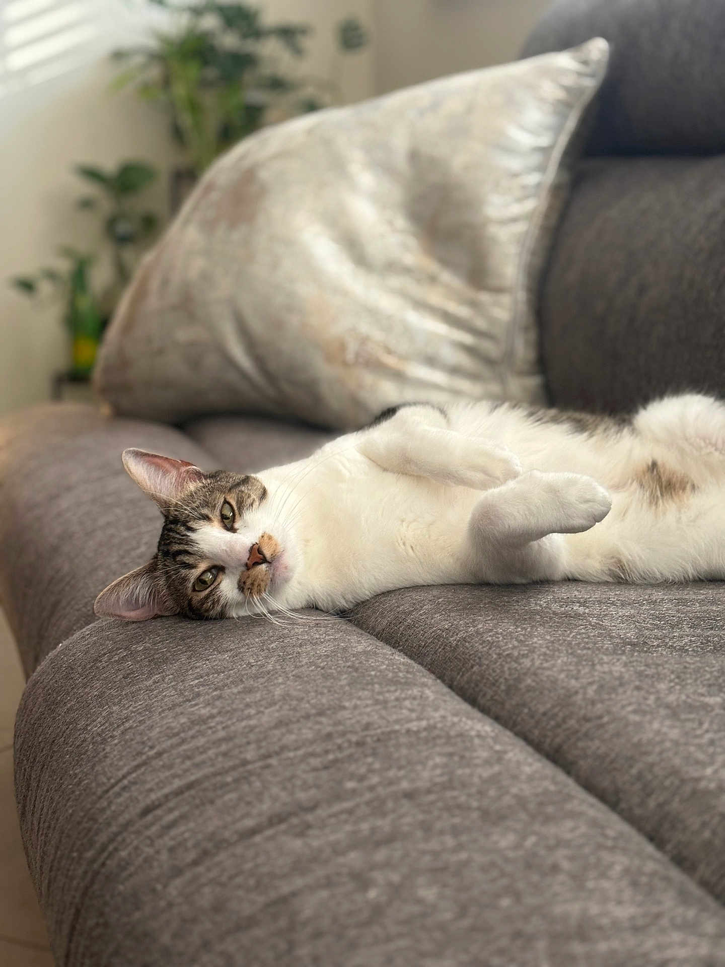Mikey is registered to the contest to win money with this photo: cat, closeup, comfortable, couch, cozy, cushion, ears, feline, fur, gray, home, indoor, lying_down, pet, relaxed, resting, soft, tabby, whiskers, white