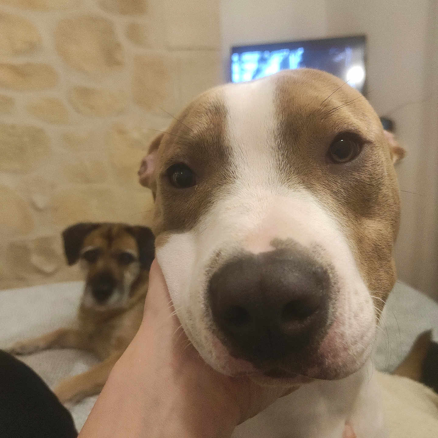 Bart Et Bill participe au concours pour gagner de l'argent avec cette photo : background_dog, bed, brown_and_white, close_up, companion, cute, dog, eyes, home, human_hand, indoor, muzzle, pet, photobomb, portrait, relaxed, snoot, stone_wall, television, whiskers