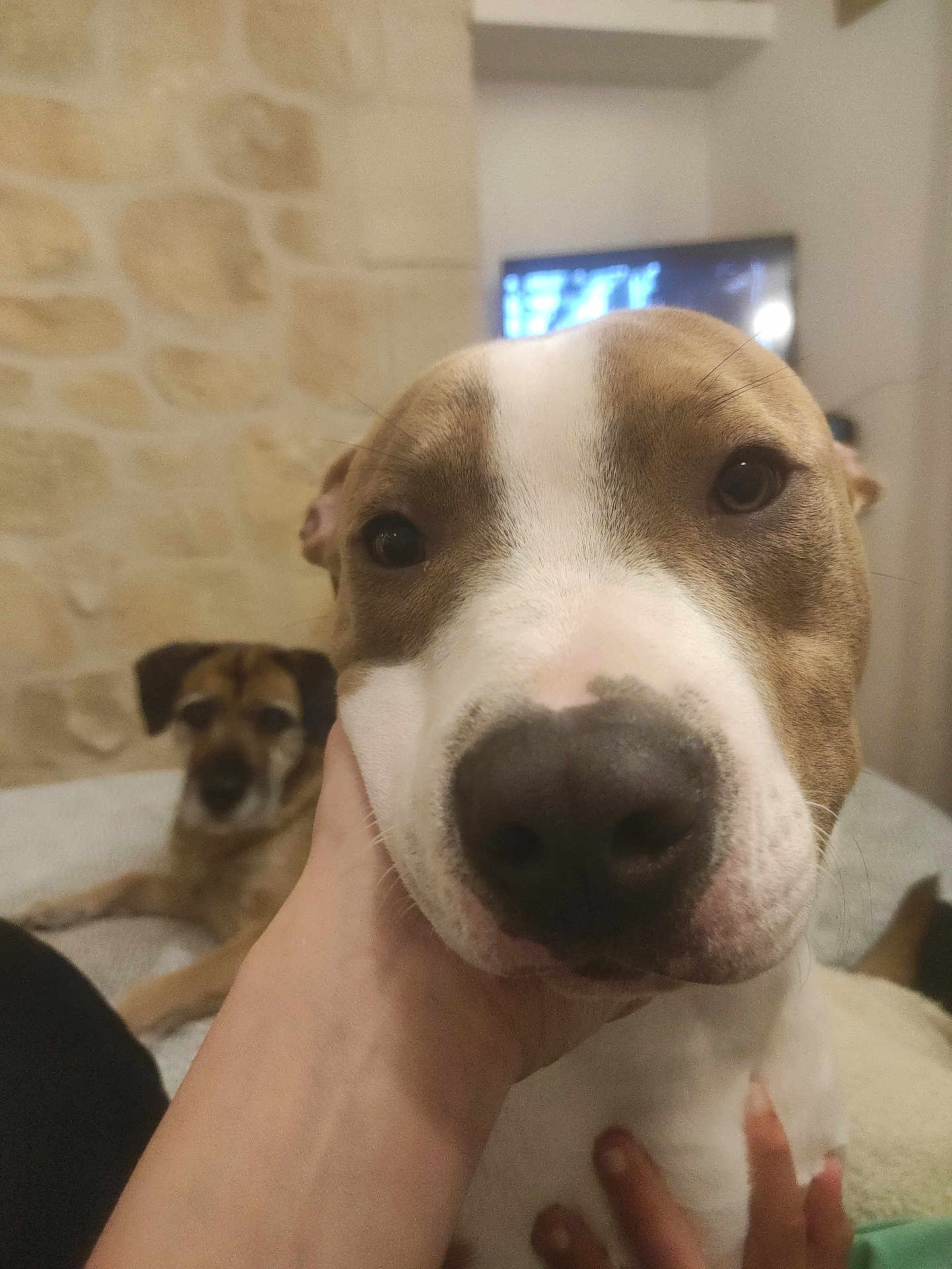 Bart Et Bill participe au concours pour gagner de l'argent avec cette photo : background_dog, bed, brown_and_white, close_up, companion, cute, dog, eyes, home, human_hand, indoor, muzzle, pet, photobomb, portrait, relaxed, snoot, stone_wall, television, whiskers