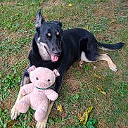 Ivy is registered to the contest to win money with this photo: animal, black_dog, dog, ears, fur, grass, happy, lying_down, nature, outdoor, paws, pet, pig_toy, playful, plush_toy, smiling, snout, tail, tan_dog, toy