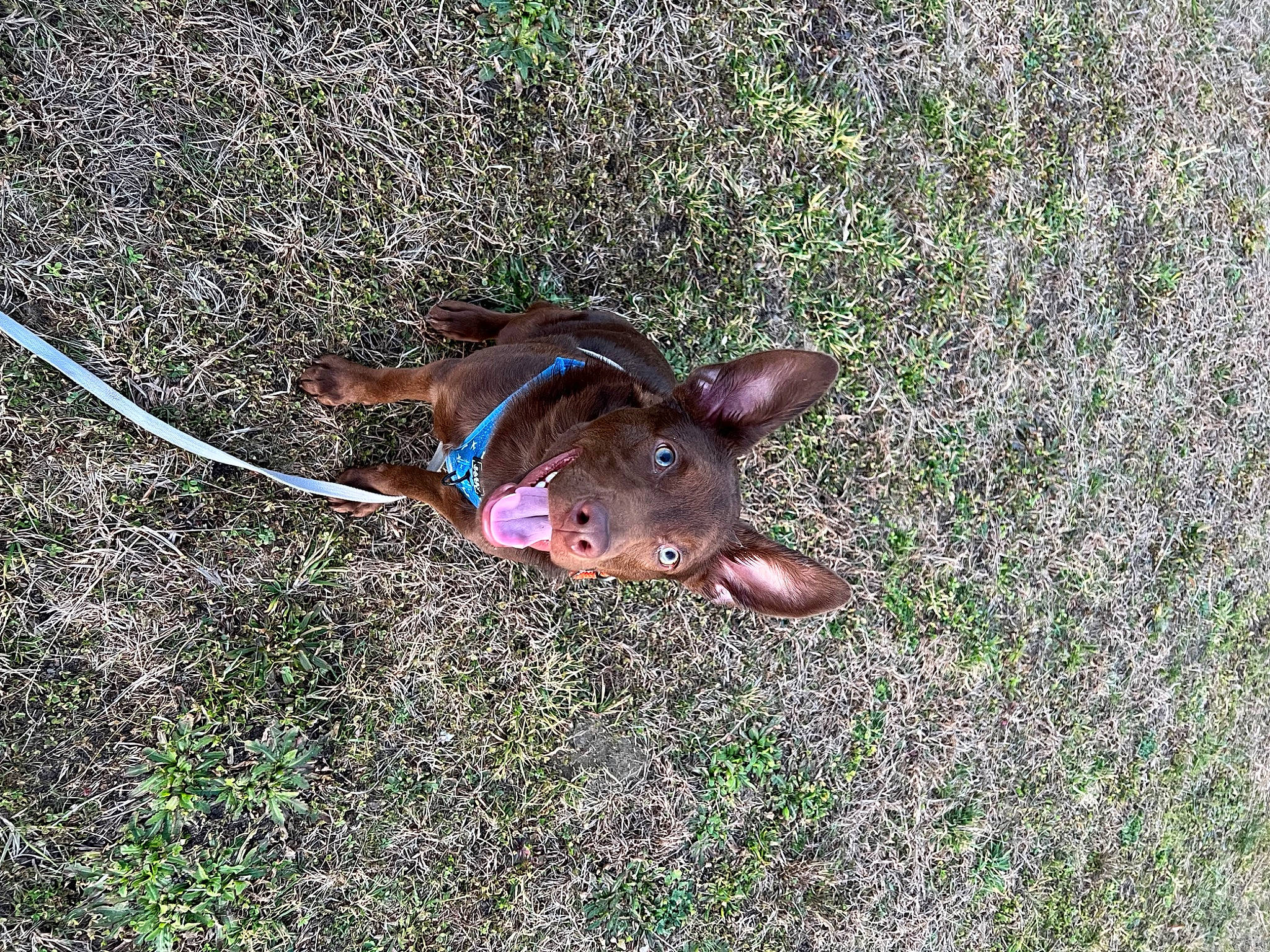 Pipsquick is registered to the contest to win money with this photo: canidae, carnivore, collar, companion_dog, dog, dog_breed, dog_collar, fashion_accessory, fawn, grass, leash, liver, pet_supply, snout, sporting_group, tail, terrestrial_animal, toy, whiskers, working_animal