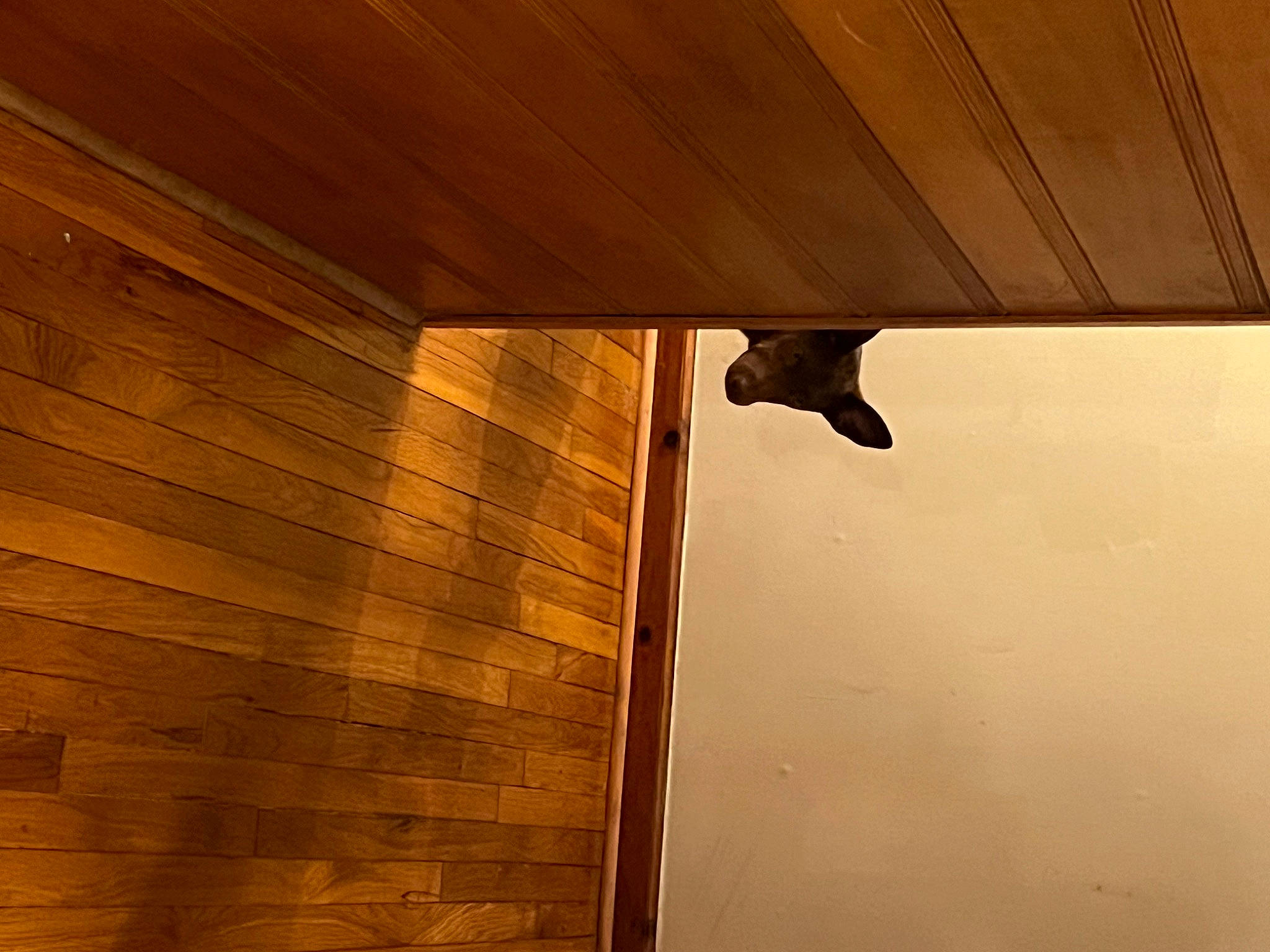 Pipsquick joined the competition — help win amazing prizes! architecture, beam, brown, building, ceiling, design, floor, flooring, hardwood, house, lumber, material_property, plank, plywood, shade, tints_and_shades, wall, window, wood, wood_stain