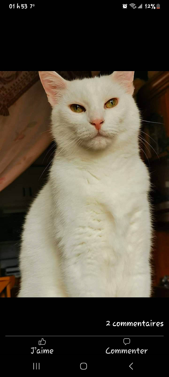 Schmutz is registered to the contest to win money with this photo: carnivore, cat, domestic_short_haired_cat, felidae, fur, paw, pet_supply, small_to_medium_sized_cats, snout, tail, terrestrial_animal, whiskers