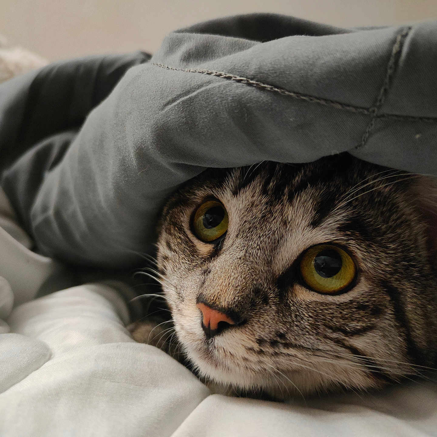 Sayo participe au concours pour gagner de l'argent avec cette photo : animal, bed, blanket, cat, closeup, comfort, cozy, curious, cute, domestic_cat, face, fur, indoor, pet, relaxed, resting, soft_light, tabby, whiskers, yellow_eyes
