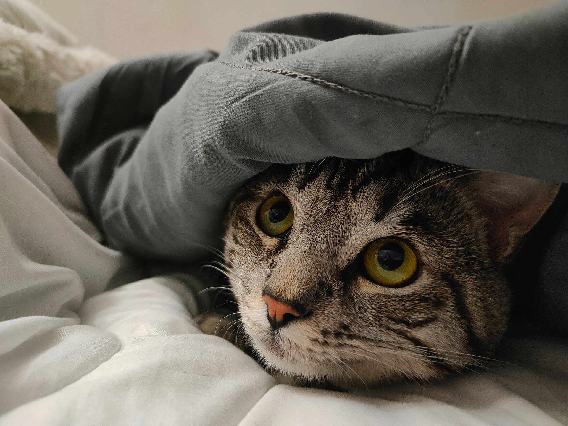 Sayo participe au concours pour gagner de l'argent avec cette photo : animal, bed, blanket, cat, closeup, comfort, cozy, curious, cute, domestic_cat, face, fur, indoor, pet, relaxed, resting, soft_light, tabby, whiskers, yellow_eyes