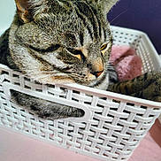 Sayo a rejoint le concours — aidez-le/la à gagner de superbes lots ! animal, basket, cat, close_up, cozy, cute, domestic_cat, ears, feline, fur, home, indoor, pet, pink_blanket, relaxed, resting, sleepy, tabby_cat, whiskers, white_basket