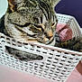 animal, basket, cat, close_up, cozy, cute, domestic_cat, ears, feline, fur, home, indoor, pet, pink_blanket, relaxed, resting, sleepy, tabby_cat, whiskers, white_basket