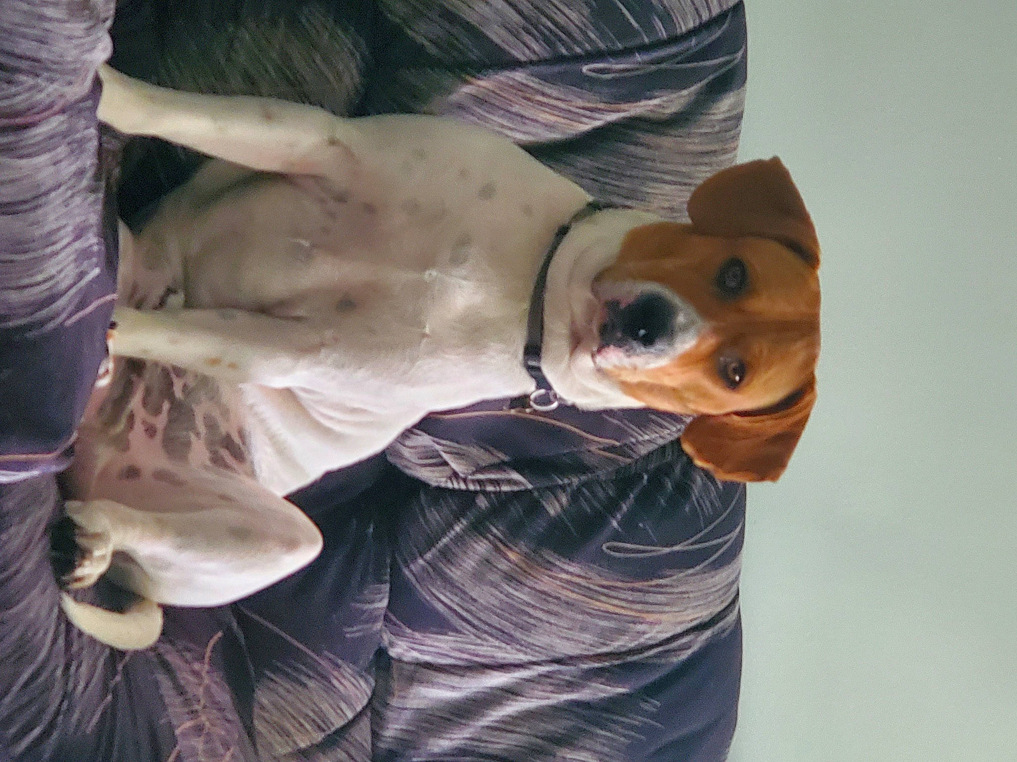 Toby joined the competition — help win amazing prizes! canidae, carnivore, collar, companion_dog, dog, dog_breed, dog_clothes, eyewear, fashion_accessory, fawn, fur, personal_protective_equipment, selfie, smile, snout, sporting_group, sunglasses, toy, whiskers, working_animal