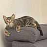 cat, kitten, tabby, animal, pet, feline, indoor, couch, furniture, gray, resting, curious, whiskers, ears, paw, tail, young, home, relaxed, looking