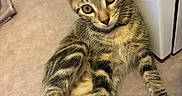 Miù participe au concours pour gagner de l'argent avec cette photo : kitten, tabby, cat, indoor, floor, striped_fur, curious, pet, animal, young, leaning, appliance, whiskers, ears, paws, cute, feline, domestic, relaxed, closeup