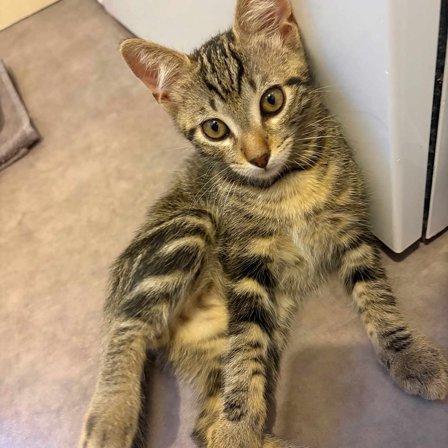Miù participe au concours pour gagner de l'argent avec cette photo : kitten, tabby, cat, indoor, floor, striped_fur, curious, pet, animal, young, leaning, appliance, whiskers, ears, paws, cute, feline, domestic, relaxed, closeup