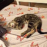 Miù participe au concours pour gagner de l'argent avec cette photo : cat, kitten, sleeping, bed, bedding, pillow, indoor, tabby, striped, cute, cozy, animal, pet, resting, feline, soft, tigger, winnie_the_pooh, pattern, comfort
