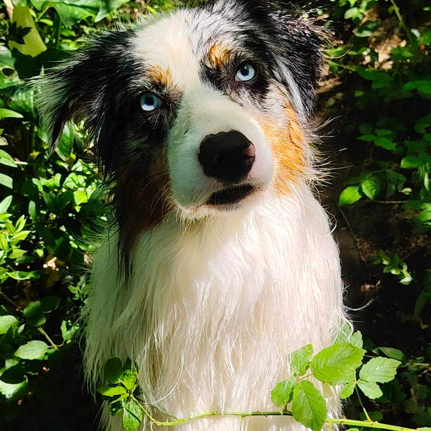 Ayron a rejoint le concours — aidez-le/la à gagner de superbes lots ! animal, australian_shepherd, blue_eyes, canine, close_up, curious, dog, forest, fur, greenery, head, leaves, mammal, nature, outdoor, pet, plants, portrait, sunlight, wet_fur