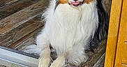 Ayron participe au concours pour gagner de l'argent avec cette photo : animal, australian_shepherd, blue_eyes, canine, companion, dog, domestic, doorway, friendly, fur, house, indoor, laying_down, long_fur, looking_at_camera, metal_bowl, pet, relaxed, tongue_out, wooden_floor