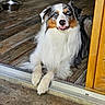 Ayron participe au concours pour gagner de l'argent avec cette photo : dog, australian_shepherd, blue_eyes, long_fur, indoor, doorway, wooden_floor, metal_bowl, pet, animal, laying_down, fur, canine, house, relaxed, looking_at_camera, tongue_out, domestic, companion, friendly