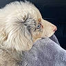 Ayron a rejoint le concours — aidez-le/la à gagner de superbes lots ! animal, blanket, blue_eyes, calm, close_up, companion, cute, dog, fluffy, fur, indoors, mammal, pet, portrait, puppy, relaxed, resting, serene, side_view, soft_texture