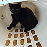 Panther joined the competition — help win amazing prizes! animal, black_cat, cat, closeup, curious, ears, eyes, feline, fur, household_item, indoors, kitten, laundry_basket, pet, plastic_basket, portrait, sitting, tail, white_basket, wood_pattern