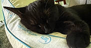 Panther is registered to the contest to win money with this photo: animal, black_cat, cat, cats, closed_eyes, cozy, cushion, ears, feline, fur, home, indoors, nap, pet, pet_bed, relaxing, resting, sleeping, sleeping_cats, whiskers