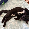 Panther joined the competition — help win amazing prizes! animal, bed, bedspread, black_and_white, blanket, cat, fluffy, furniture, indoor, lying_down, paisley_pattern, paws, pet, playful, relaxed, sleeping, tail, tuxedo_cat, upside_down, whiskers