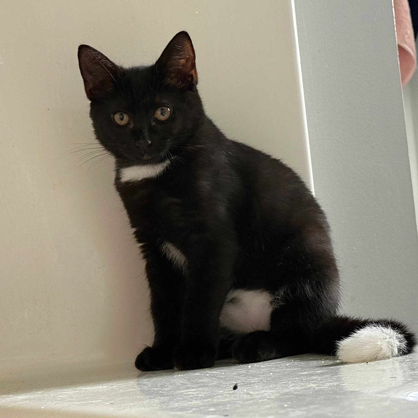 Panther